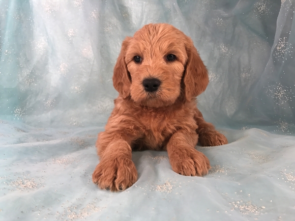 Male Labradoodle Puppies for sale 
